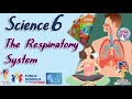 Respiratory System Quiz