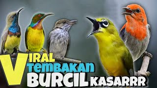 VIRAL !! TEMBAKAN BURCIL KASAR !! SOGON - SIRISIRI - KEMADE - PLECI - KORLAP !!!