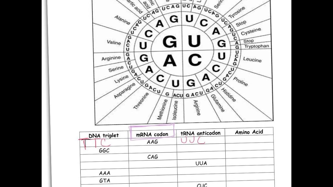 Codon Worksheet YouTube