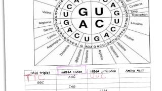 codon worksheet