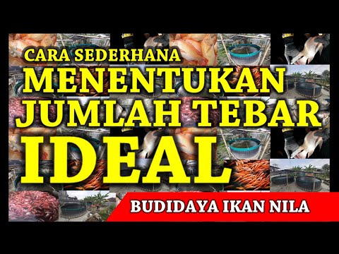 Cara Menghitung Jumlah Tebar Yang Ideal Pada Kolam Ikan Nila - Versi