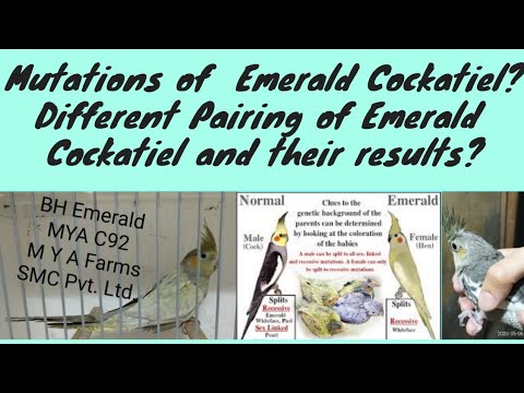 Mutations of  Emerald Cockatiel? | Different Pairing of Emerald Cockatiel and their results? |