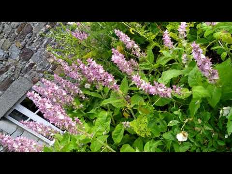 Vidéo: Géraniums filiformes - Que faire avec des géraniums aux longues jambes