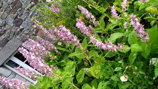 Comment faire un  beau massif avec des fleurs mellifères qui se ressèment seules!! La sauge sclarée