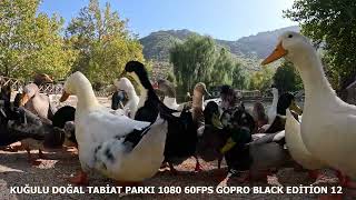 GOPRO BLACK EDİTİON 12 4K 60FPS-1080 60FPS TEST- SEYDİŞEHİR KUĞULU DOĞAL TABİAT PARKI-TÜRKİYE by Bisiklete Dair Her Şey 295 views 6 months ago 4 minutes, 41 seconds