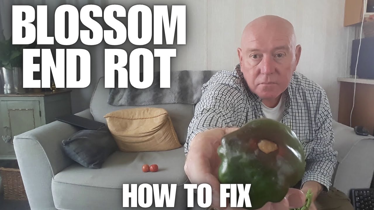 Blossom End Rot in Tomatoes & Peppers: What It Is and How to Fix It [Container Gardening ]