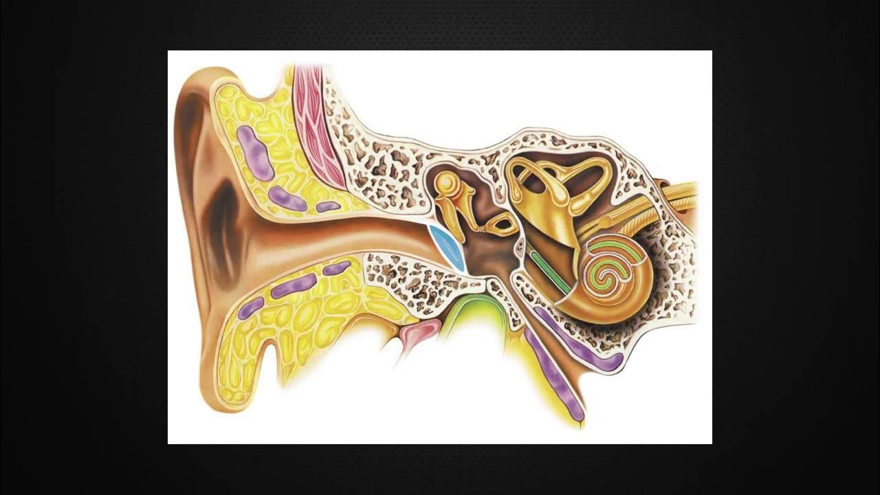 Строение органа слуха. Ухо 4 класс. Строение ушной перепонки. Сообщение на тему орган слуха. Уши орган зрения.