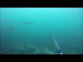 Spearfishing Wales [Ep1] - big shoals of Bass and Lobster hunting