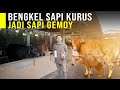 Bengkel sapi kurus tinggal tulang diperbaiki jadi sapi super gemuk