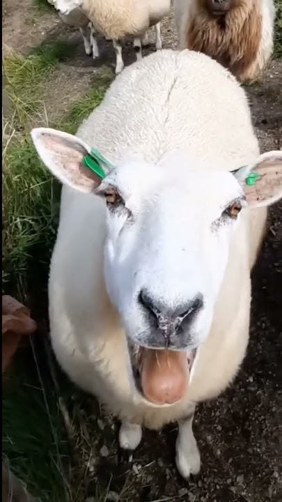 Suara kambing dan suara domba #shorts