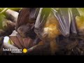 Bats, Viruses, and Temperature Adaptations