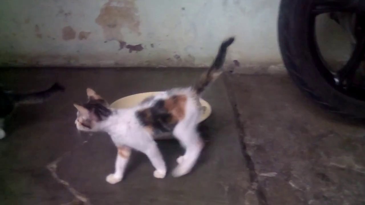  Hewan  peliharaan  Kucing  kampung part 2 YouTube