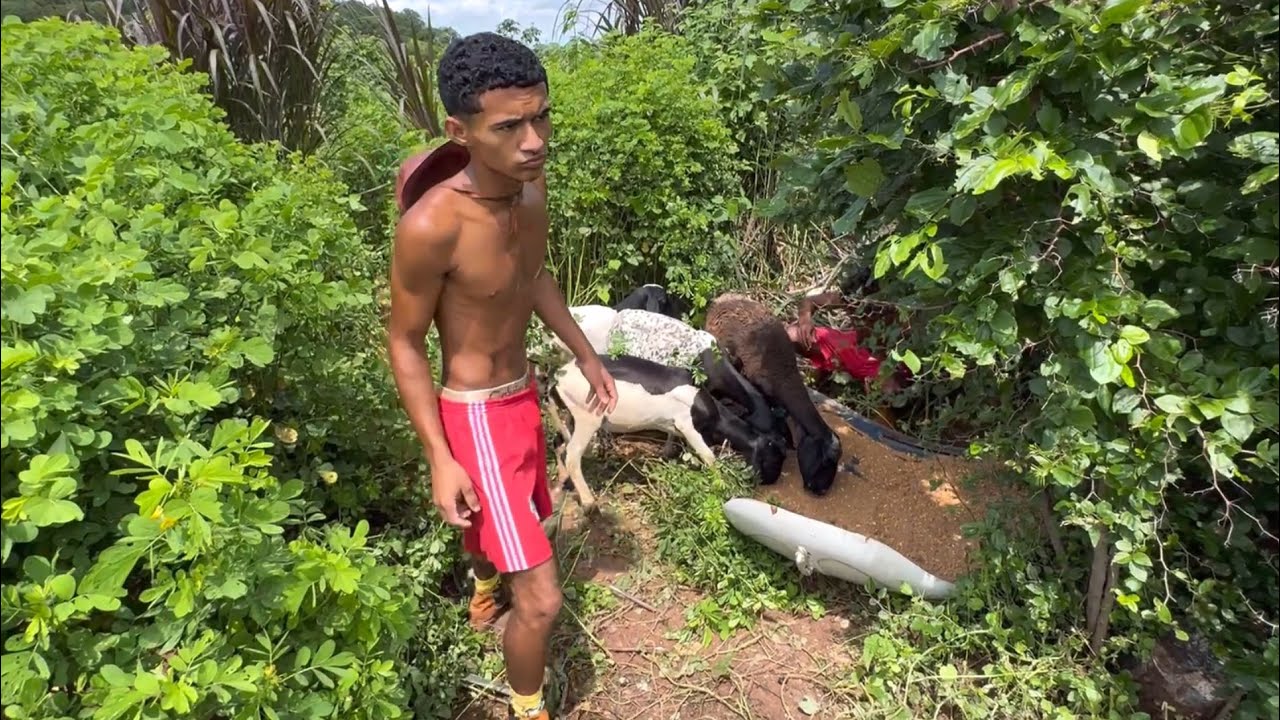 BRUTINHO VAI VISITAR A FAZENDA E ALGO INESPERADO ACONTECE