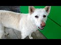 Накорми животных