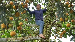 Harvesting a lot of forest fruit goes to the market to sell - Green forest farm, daily life