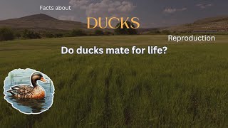 Duck Fact 23 - Do ducks mate for life