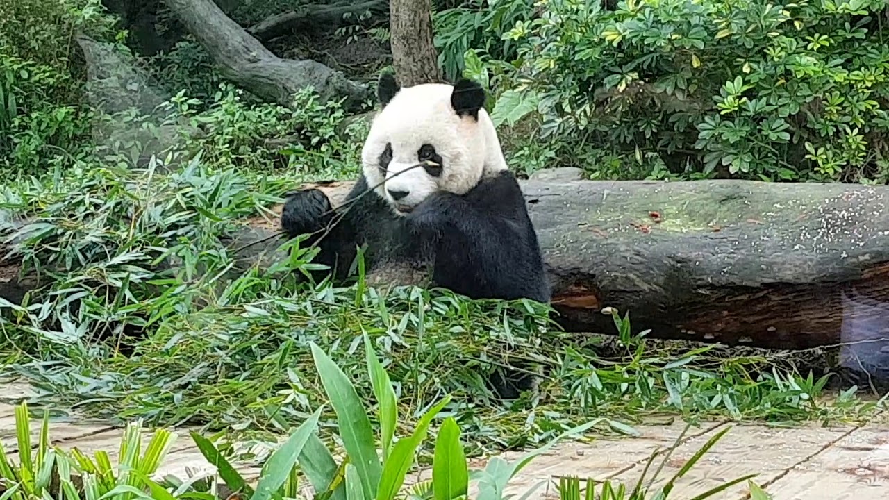 台湾 台北市動物園のパンダが可愛すぎる Cute Panda In Taipei Zoo Youtube