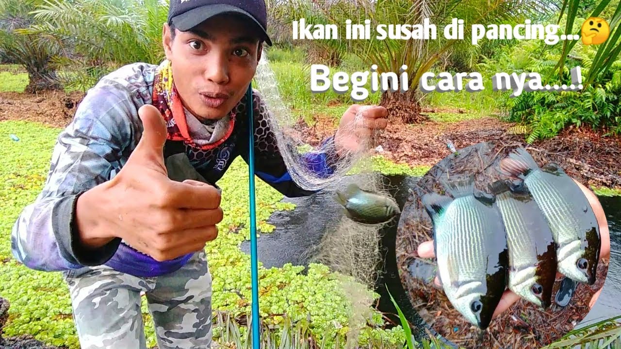 Mancing ikan Biawan atau tembakang menggunakan pancing jaring.
