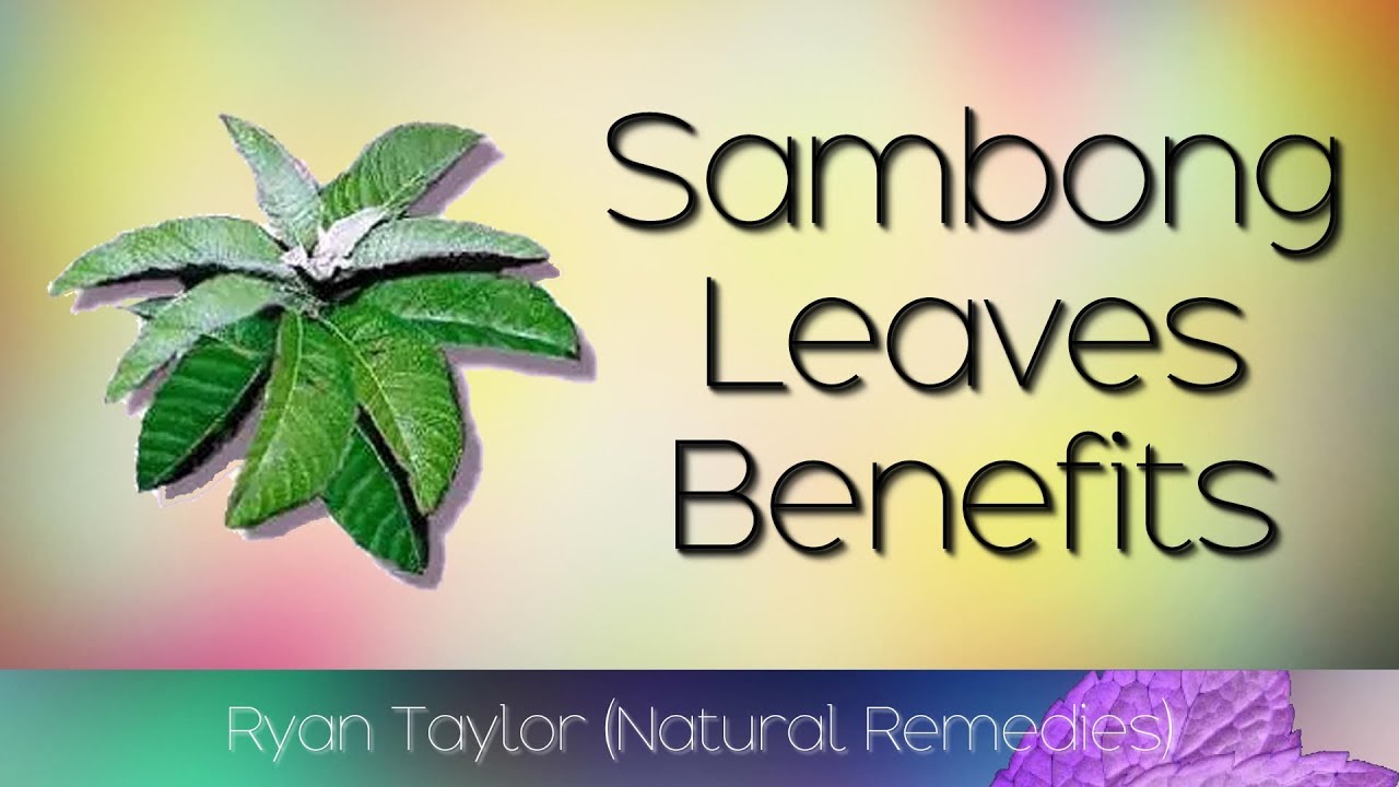 Sambong Leaves Benefits And Uses YouTube Sambong Leaves Benefits And Uses YouTube
