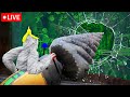 🔴GORILLA TAG LIVE EVENT🔴JOIN RIGHT NOW🔴 (Portrait)