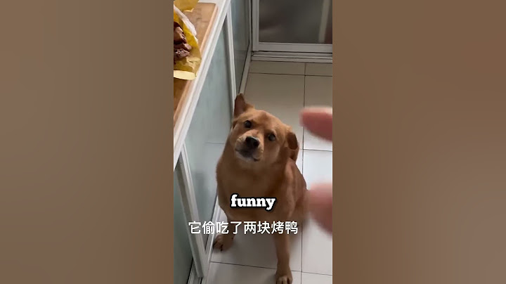 funny reaction of the dog caught stealing food 🐶🥩😂😂