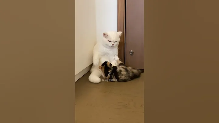 Watch the video about Crazy Kitten Chaos! White Cat Gets Angry 😾