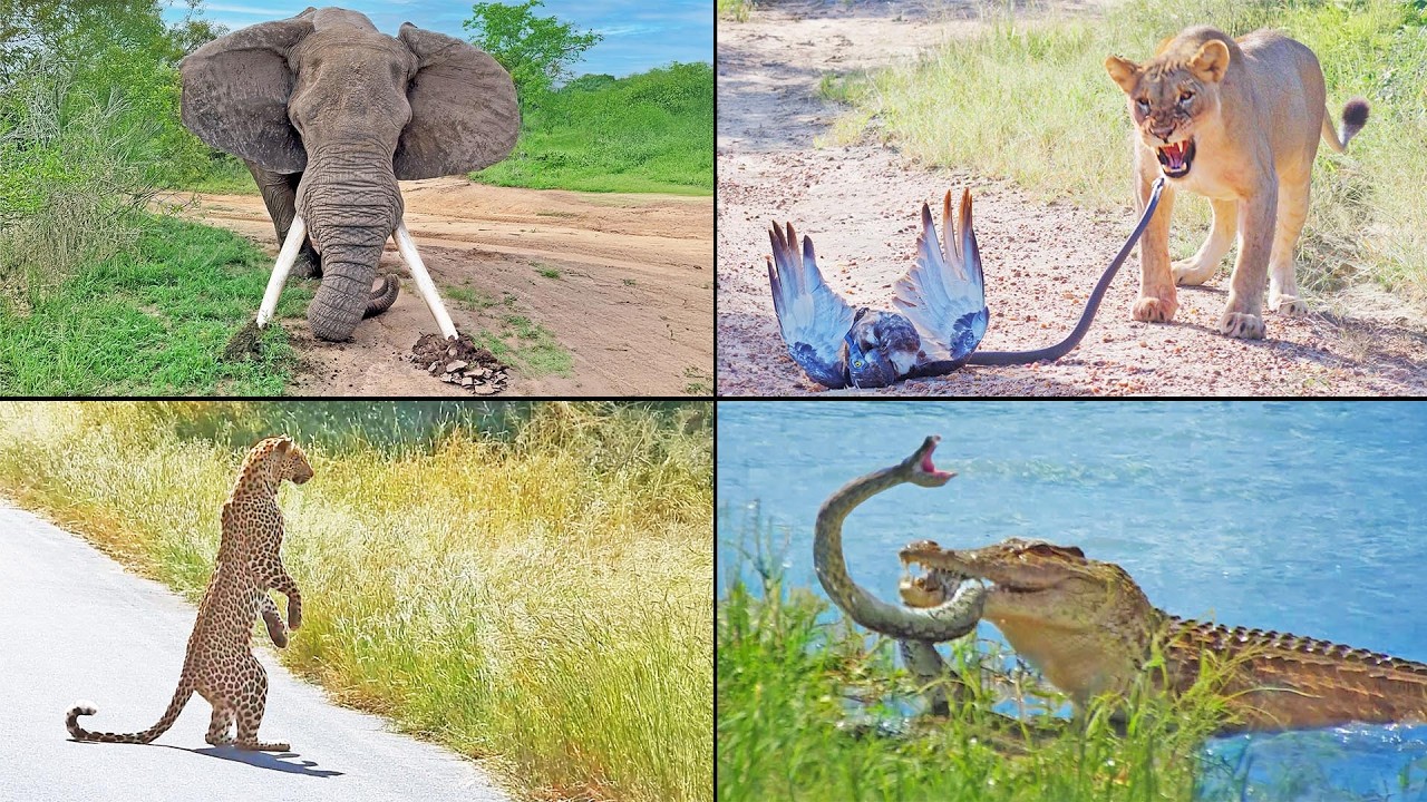 The Wildest Sightings of 2025 - Raw Edition