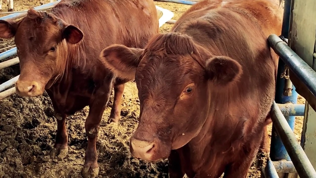 Red Heifer Update March YouTube