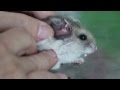 hamster Хомяк — домашний зверёк