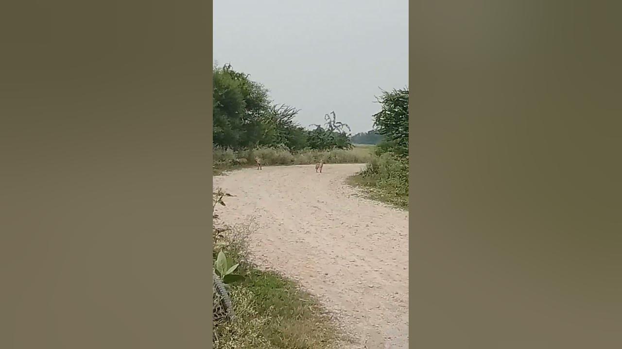 3janwar-hamara-desh-me-aaya-hai-koi-pahacha-sakata-hai-ki-ya-kawan-sa