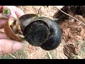 Action Of Snail || Snail laying eggs