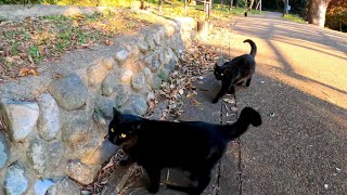 黒い三連星