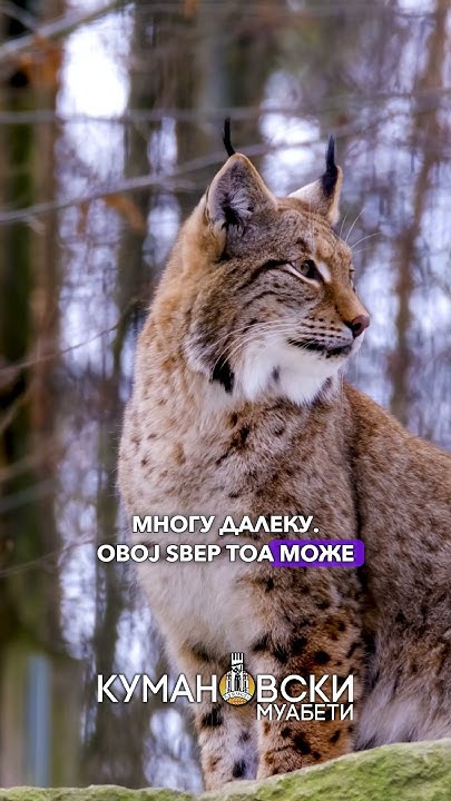 Рис - Животно со најостар слух - YouTube