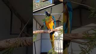 #lovebirds #birdslovers #KingFisherAviary#birds #Macow lovers#parrots  #lovebirds❤ #foryou