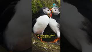 62 Balık Taşıyabilen Kuş