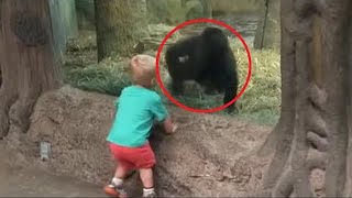 Малыш подходит близко к детенышу гориллы. То что случилось дальше поражает!