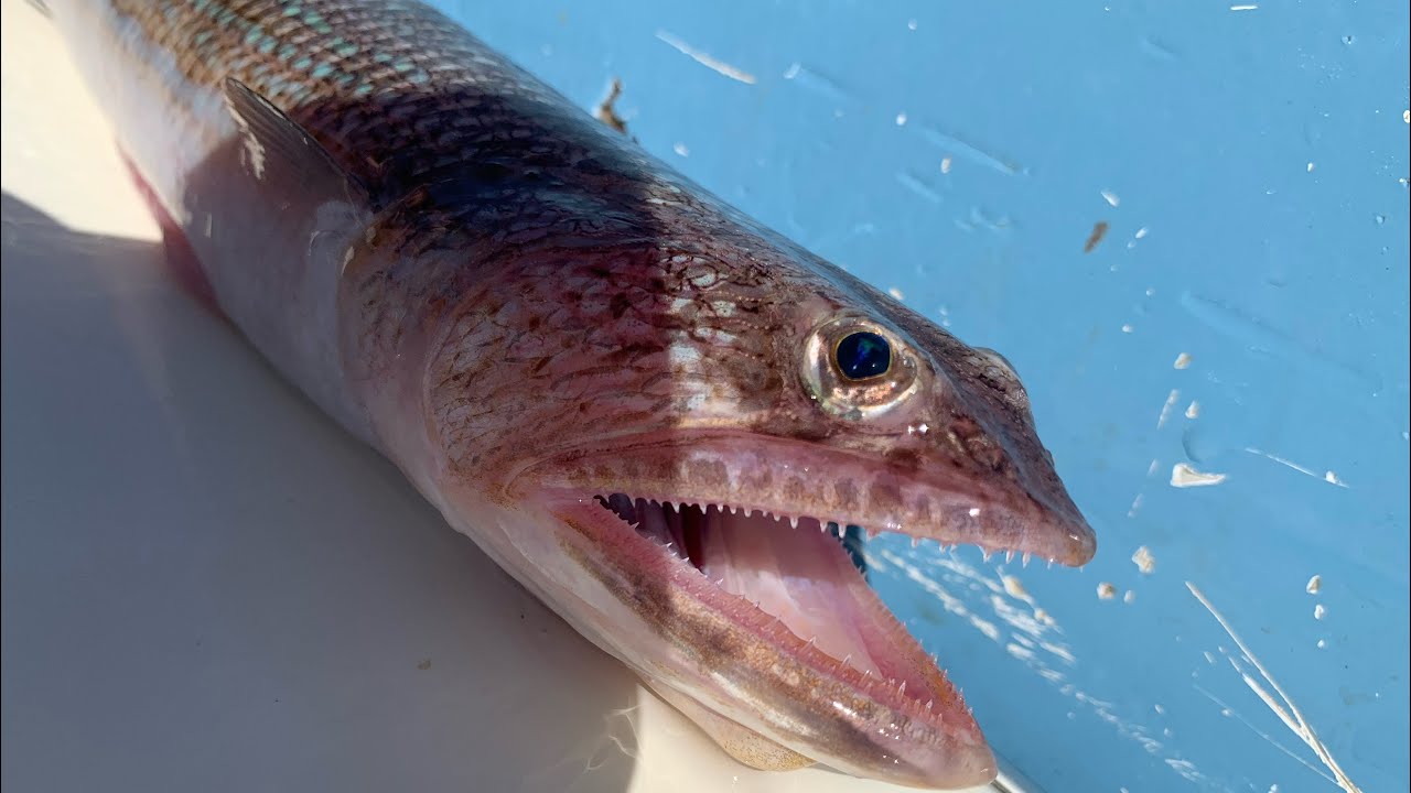 Charter fishing in Tenerife. Trolling for big game + bottom fishing. (Bonus Seabass footage)