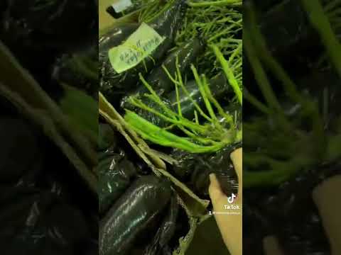 #сад #дача #огород #семена #семенаалтая #розы
