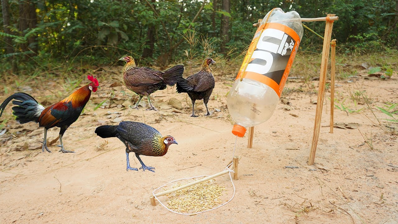 Wild chicken trap technology make from Coca coca bottle - Easy wild chicken trap