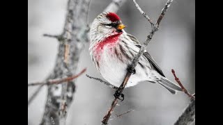 Common Redpoll: Bird of the Month (December)