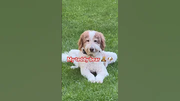 Biscuit Youtubeshorts Doggielife Dogshorts Shorts Pets Cutedog 