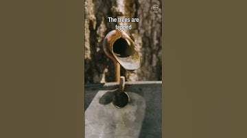 Maple Syrup - How It’s Made #documentary #food #howitsmade
