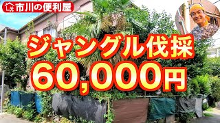 [Jungle felling 60,000 yen] A 12hour digest of cutting down 10 7m class garden trees, removing ivy.