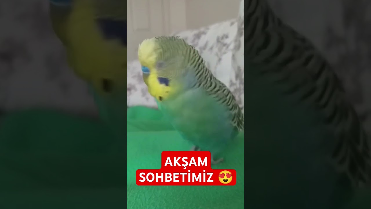 Bol Sohbet 😍 #muhabbetkuşufıstık #muhabbetkuşu #muhabbetkuslari #birds #parrot #kuslar #budgies