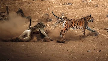 KAGET HARIMAU KALAH LAWAN BABOON AFRIKA, 8 Pertarungan SERU Baboon VS Kucing Besar Terekam Kamera