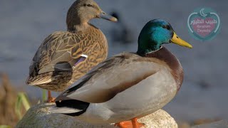 Amazing Duck Transportation|| beautiful duck 2022|| عمليه نقل بط مذهله حقاً