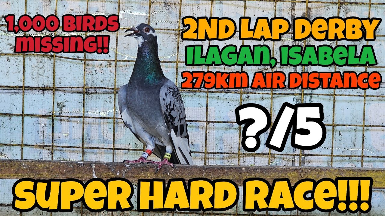 GWRPA 2ND LAP ILAGAN, ISABELA SUPER HARD RACE UBUSAN NG IBON!😭 1,000 BIRDS ANG CUTOFF!!!