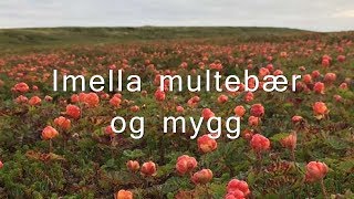 Video thumbnail of "Imella multebær og mygg"