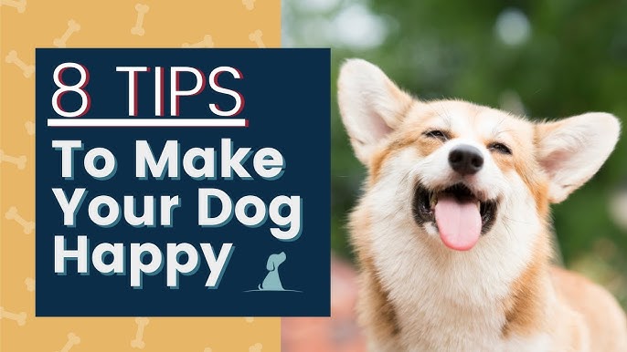 10 Ways To Make Your Dog Happy  