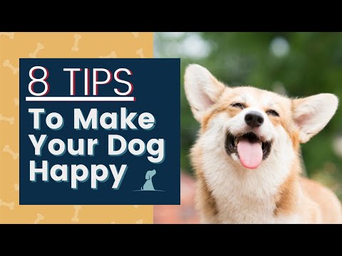 How To Make Dog Happy 8 Things You Can Do Right Now - Youtube